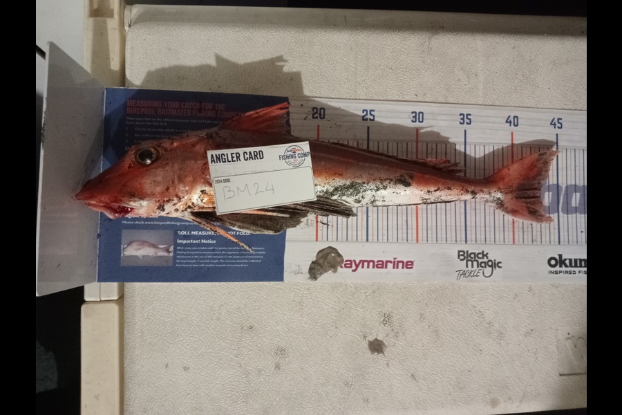Mark. Haddon caught this 43cm Gurnard at Manawatu during The Export NZ Fishing Competition