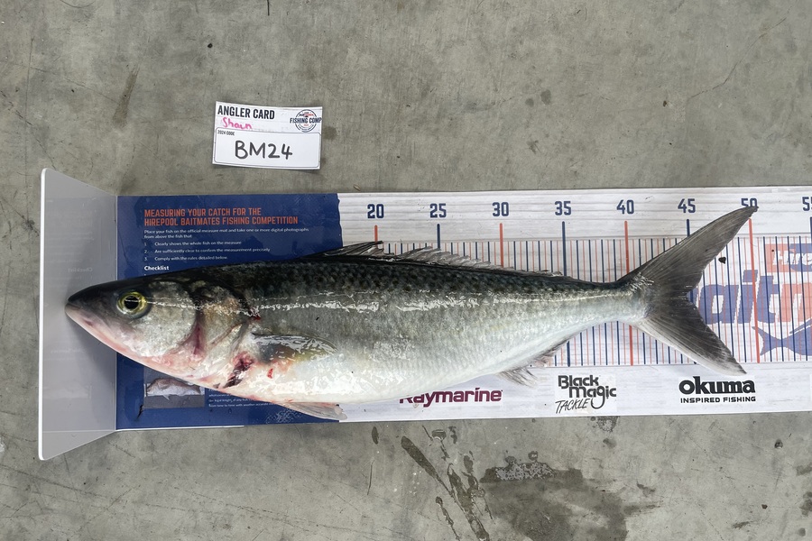 Shaun Russell caught this 45.0cm Kahawai at Northland during The Export NZ Fishing Competition