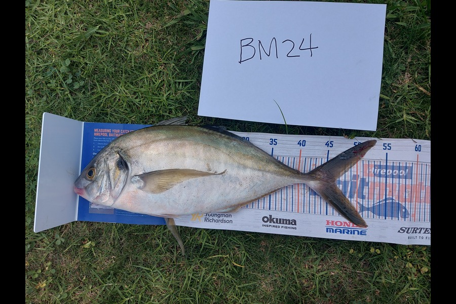 Edwin Tienzo caught this 46.0cm Trevally at Northland during The Export NZ Fishing Competition