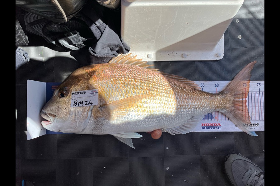 Lee Paetai caught this 70.0cm Snapper at Coromandel during The Export NZ Fishing Competition