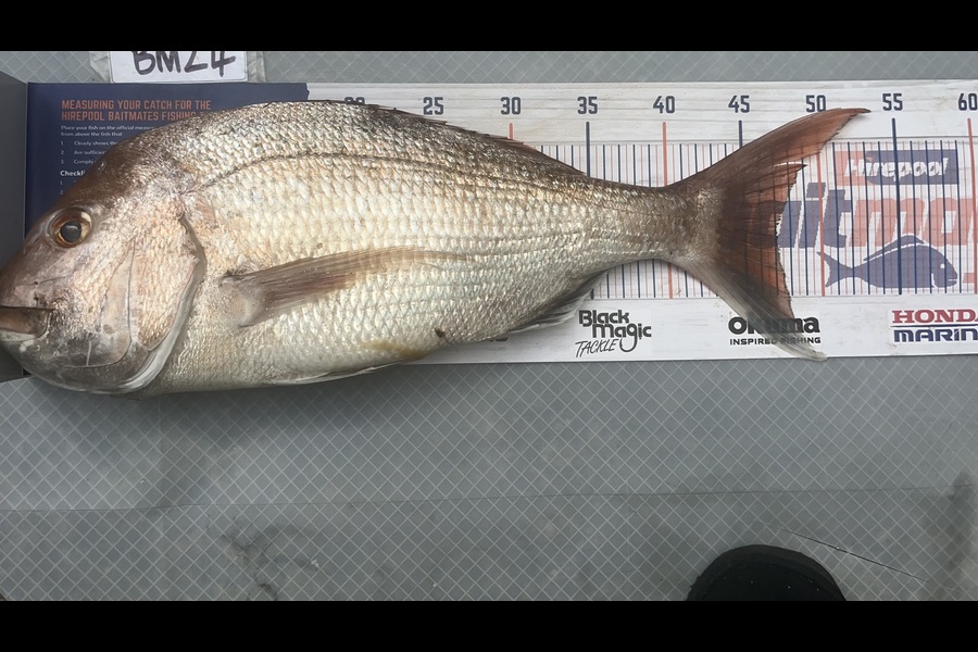 Scott Hodgetts caught this 47.0cm Snapper at Coromandel during The Export NZ Fishing Competition