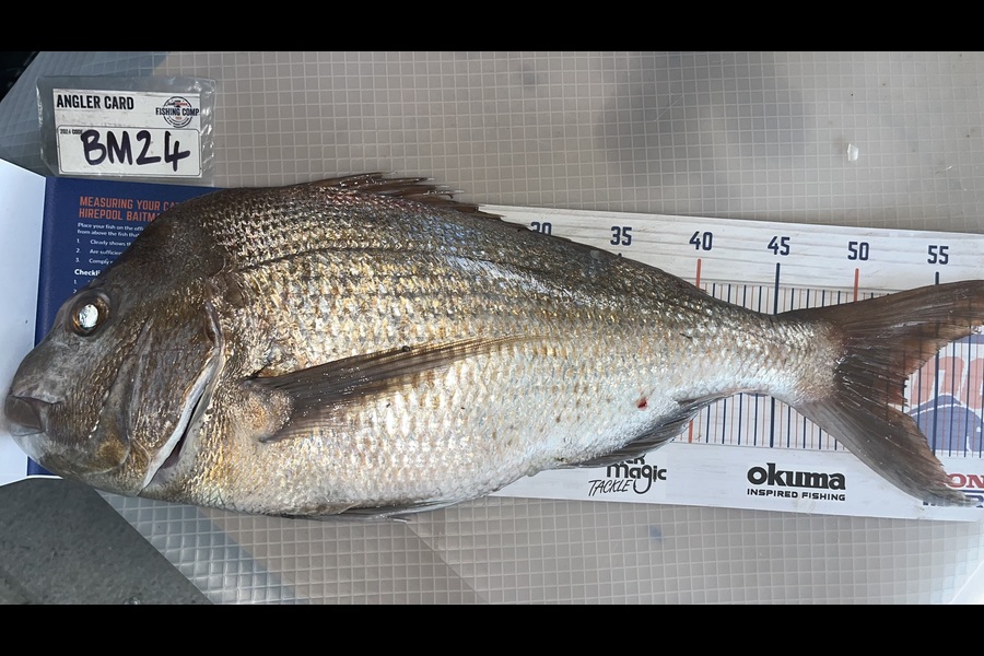 Scott Hodgetts caught this 53.0cm Snapper at Coromandel during The Export NZ Fishing Competition