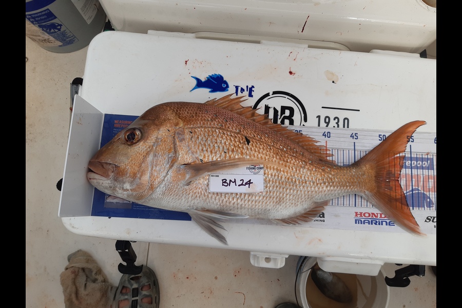 Nigel Boreham caught this 52.5cm Snapper at Coromandel during The Export NZ Fishing Competition