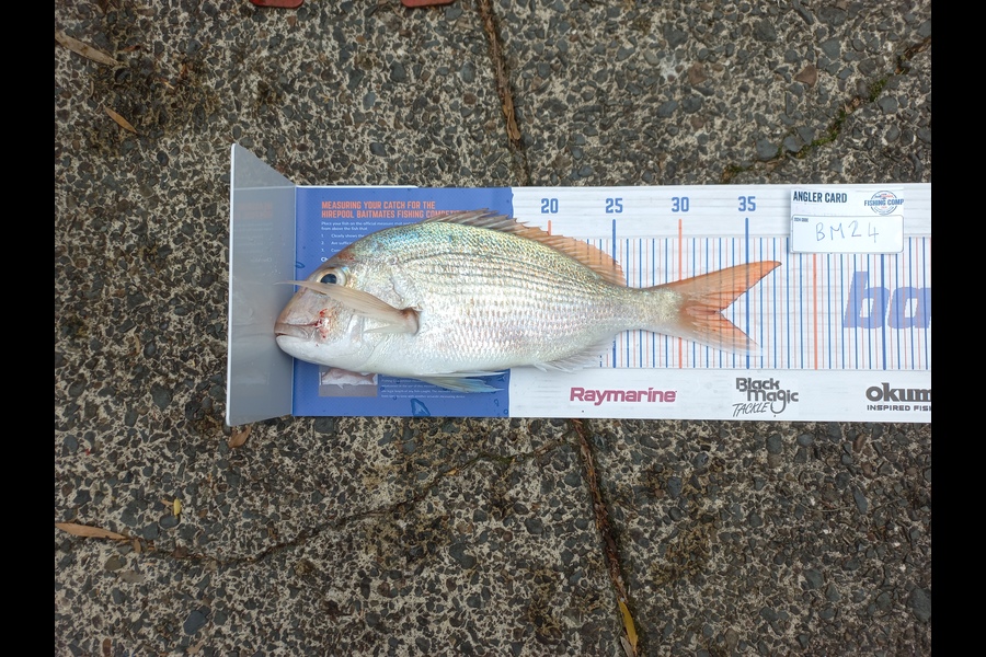 Richard Lancaster caught this 33.0cm Snapper at Auckland during The Export NZ Fishing Competition
