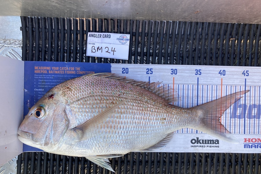 Ruby Scholes caught this 39.5cm Snapper at Nelson/Marlborough during The Export NZ Fishing Competition