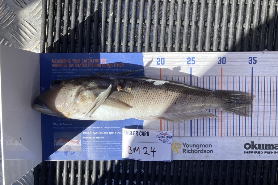 Ruby Scholes caught this 35.0cm Blue Cod at Nelson/Marlborough during The Export NZ Fishing Competition