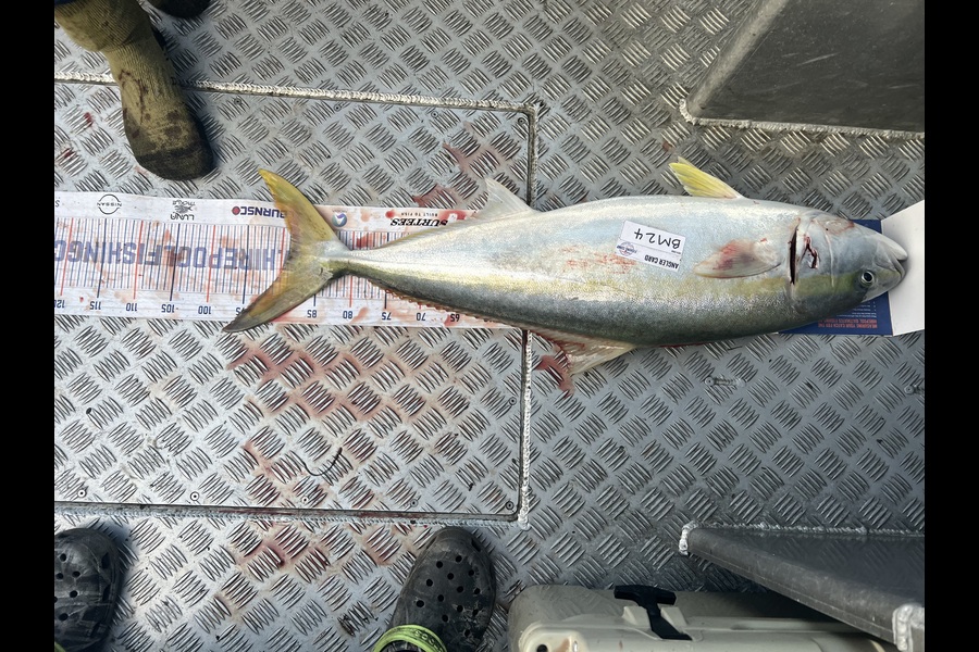 James Preston caught this 89.0cm Kingfish at Wellington during The Export NZ Fishing Competition