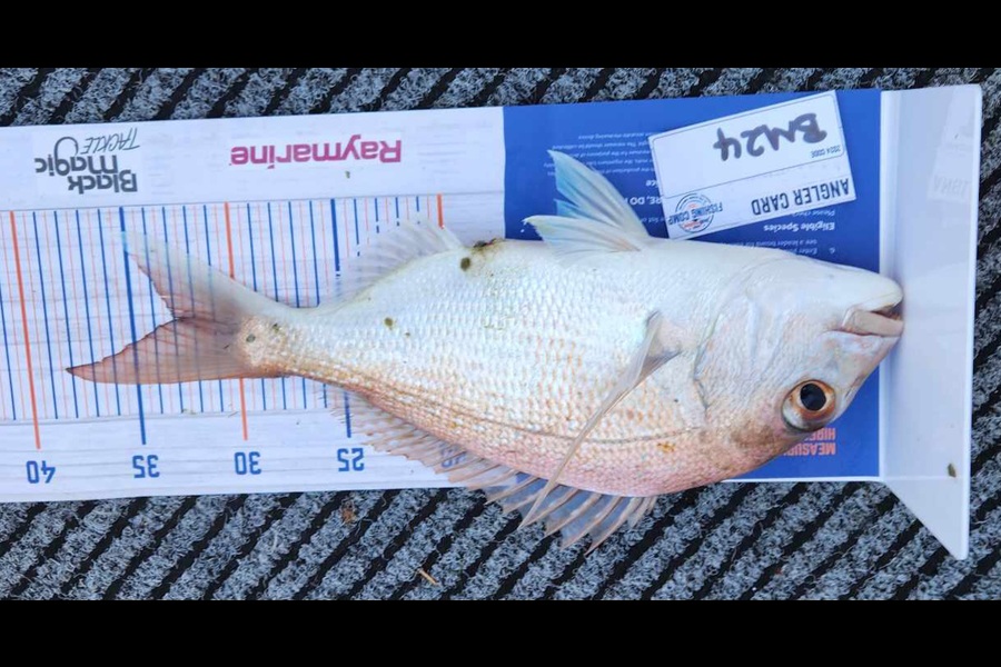Emma Burnard caught this 33.0cm Snapper at Coromandel during The Export NZ Fishing Competition