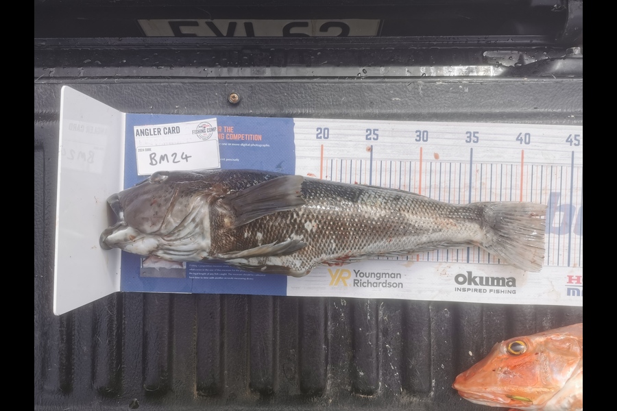 Jeremy Vermeulen caught this 42.5cm Blue Cod at Southland during The Export NZ Fishing Competition