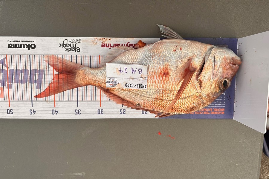 Nina Boylen caught this 39.0cm Snapper at Bay of Plenty during The Export NZ Fishing Competition