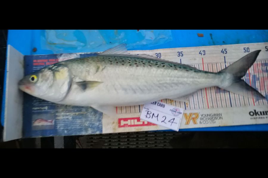 Leigh Page caught this 43.0cm Kahawai at Wellington during The Export NZ Fishing Competition