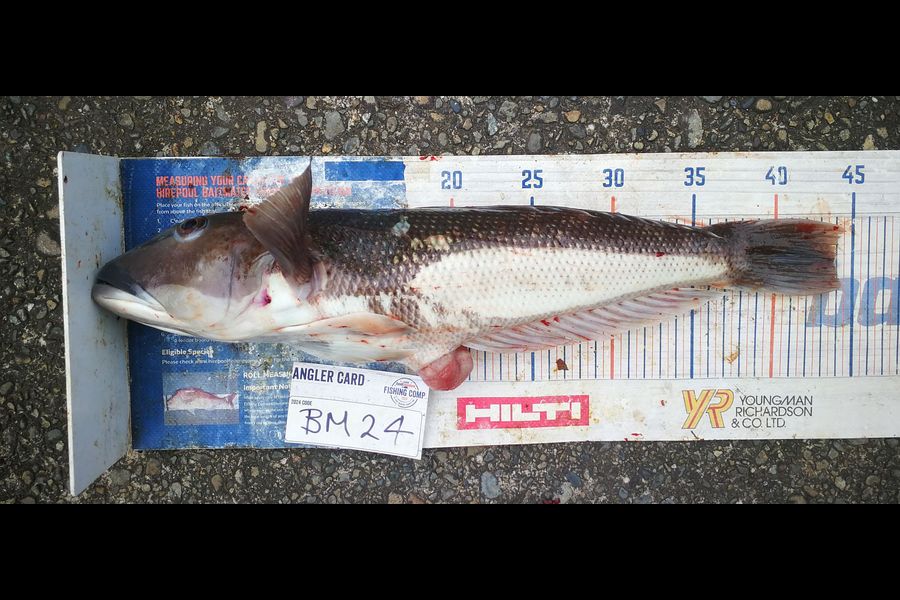 Leigh Page caught this 44cm Blue Cod at Wellington during The Export NZ Fishing Competition