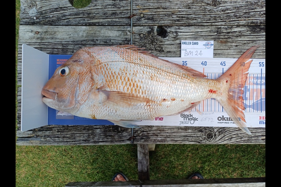 Campbell Neil caught this 50.5cm Snapper at Coromandel during The Export NZ Fishing Competition