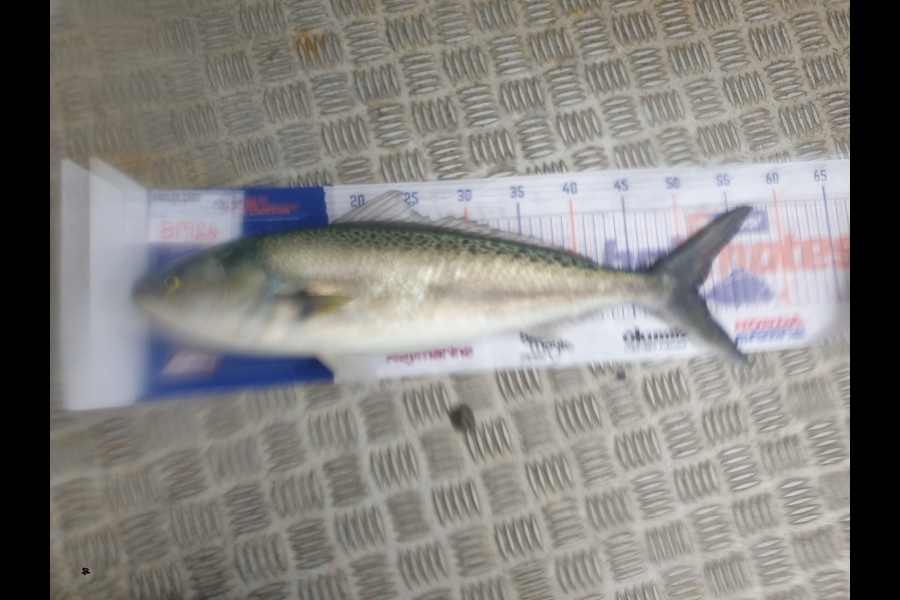 Rodney Niven caught this 50cm Kahawai at Wellington during The Export NZ Fishing Competition