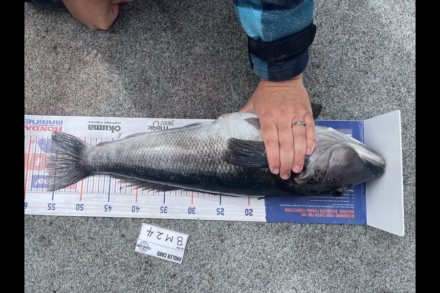 Raikkon Lamb caught this 56.5cm Blue Cod at Nelson/Marlborough during The Export NZ Fishing Competition