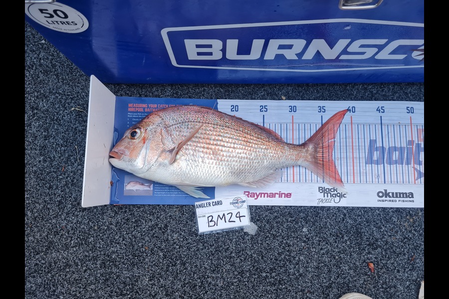 Justin Spain caught this 36.5cm Snapper at Nelson/Marlborough during The Export NZ Fishing Competition