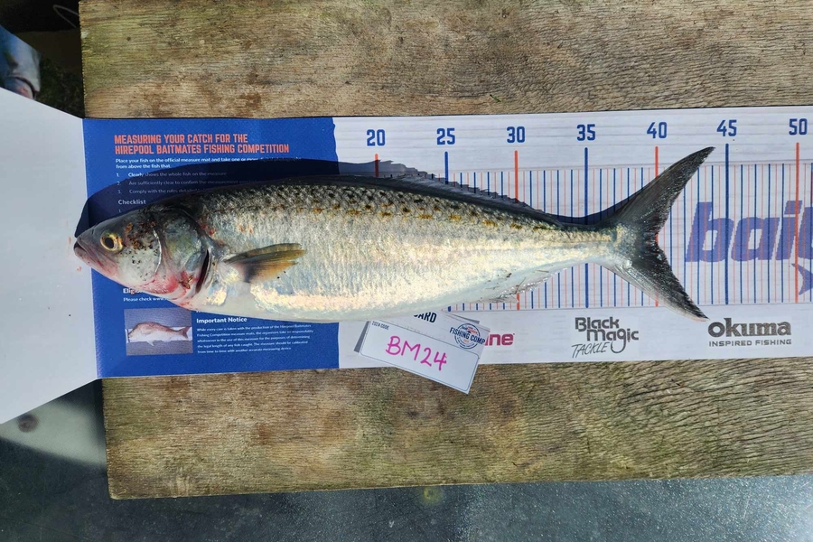 Karina Ashby caught this 40.0cm Kahawai at Bay of Plenty during The Export NZ Fishing Competition