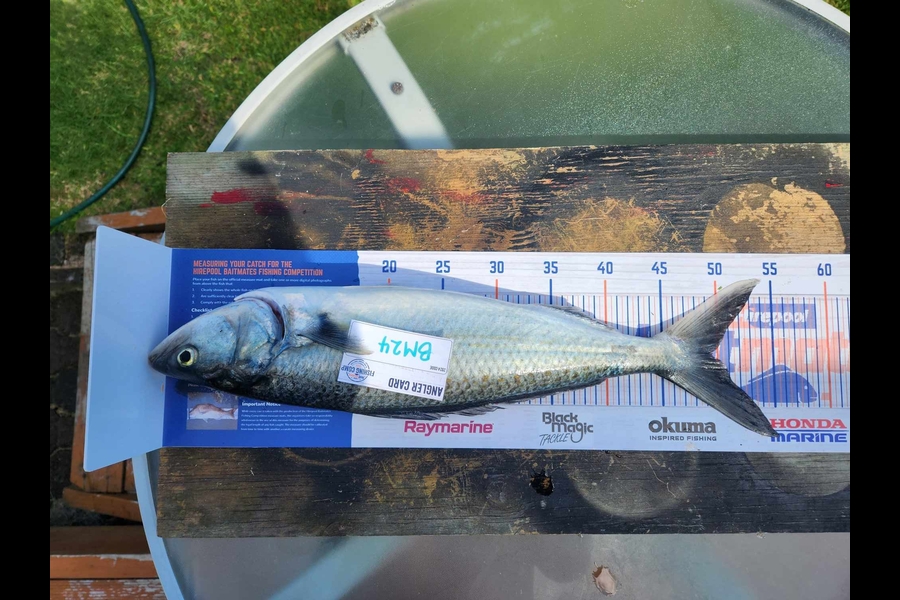 Karina Ashby caught this 49.0cm Kahawai at Bay of Plenty during The Export NZ Fishing Competition