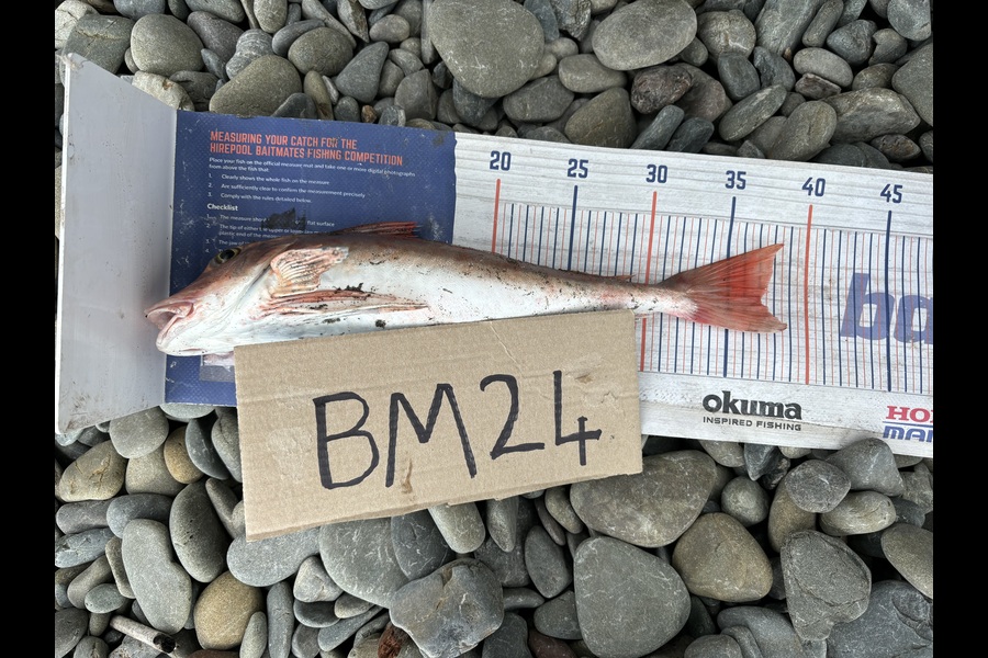 Dion Edmonds caught this 37.0cm Gurnard at Hawkes Bay during The Export NZ Fishing Competition
