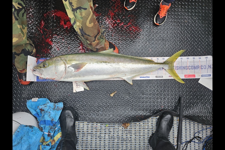 Dylan Harding caught this 108.5cm Kingfish at Wellington during The Export NZ Fishing Competition