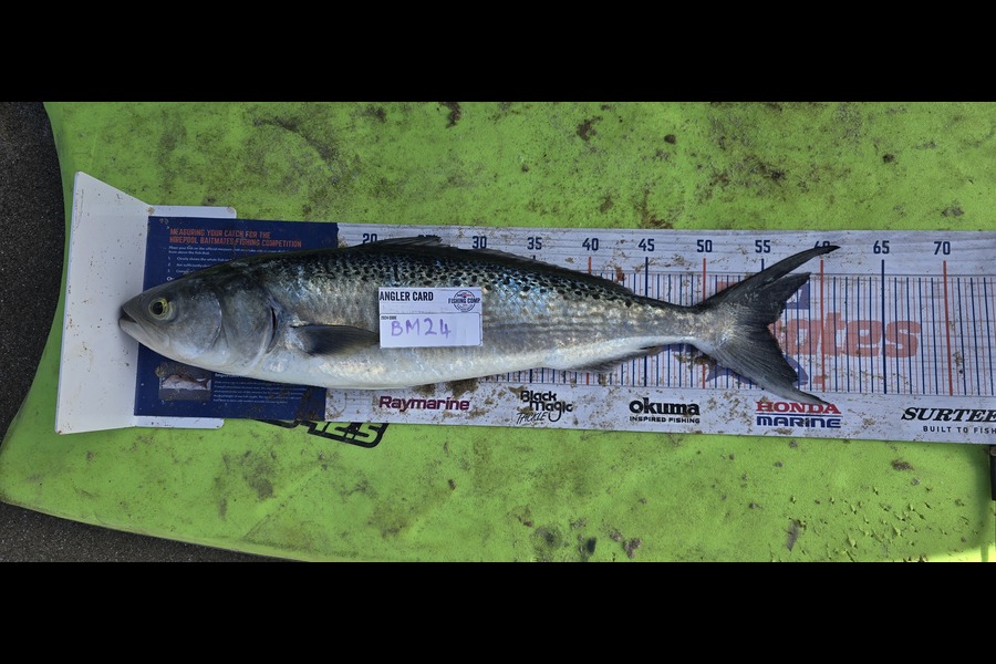 Rochelle Dunn caught this 55.0cm Kahawai at Northland during The Export NZ Fishing Competition