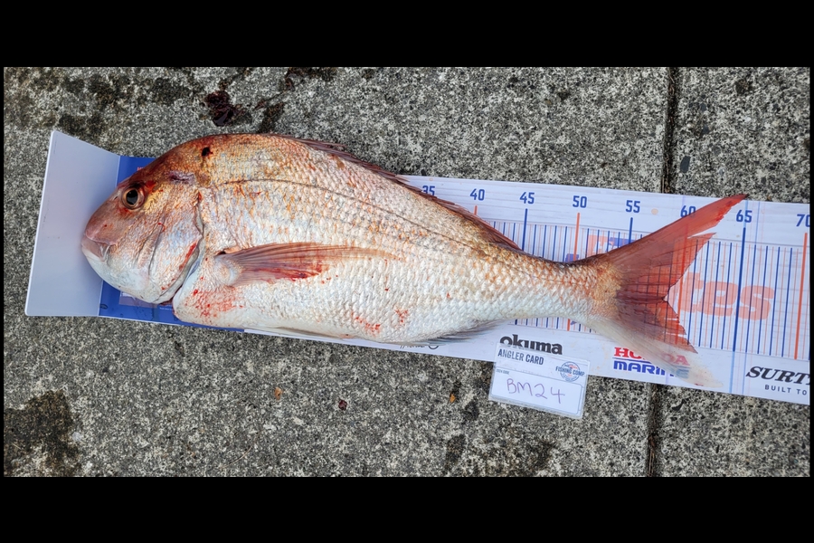 Aidan Crawford caught this 58.5cm Snapper at Wellington during The Export NZ Fishing Competition