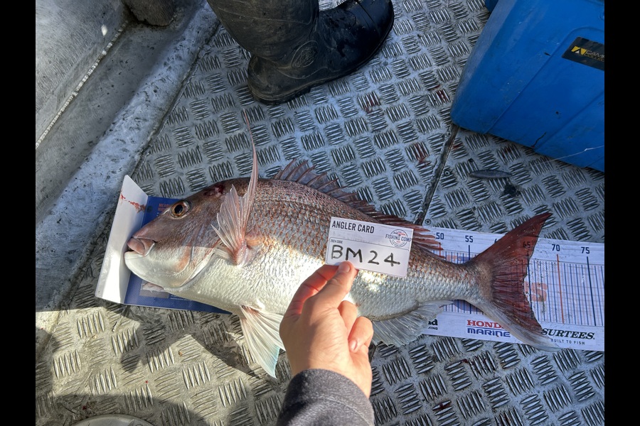 Jared Wilson caught this 64.0cm Snapper at Wellington during The Export NZ Fishing Competition