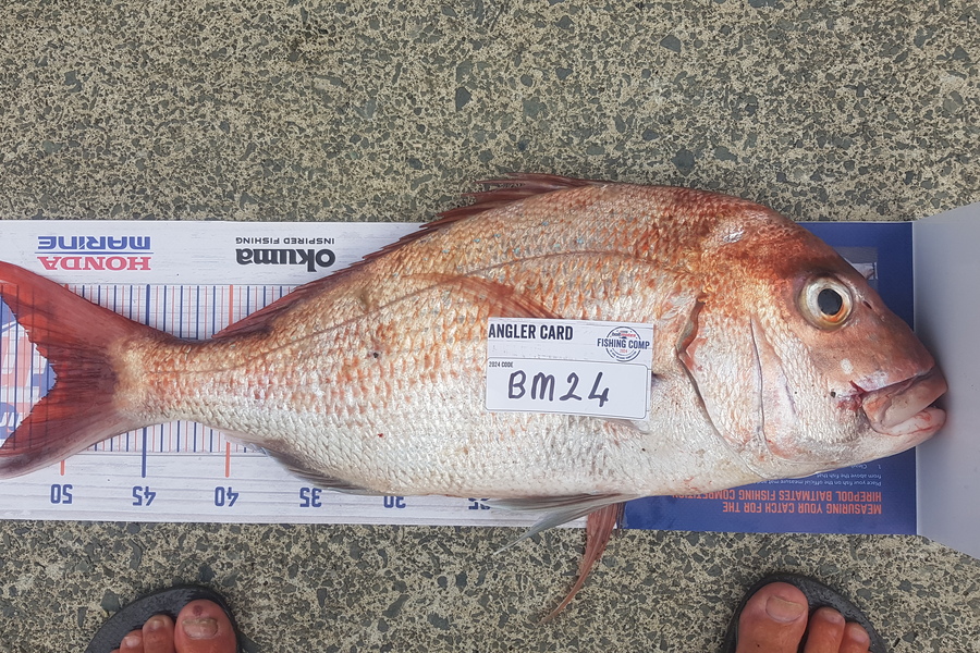 Glenn Lucas caught this 50.5cm Snapper at Auckland during The Export NZ Fishing Competition