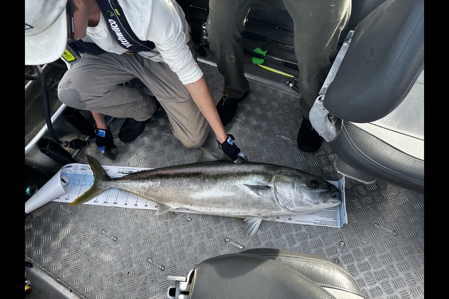 Adam Roscoe caught this 113.5cm Kingfish at Coromandel during The Export NZ Fishing Competition