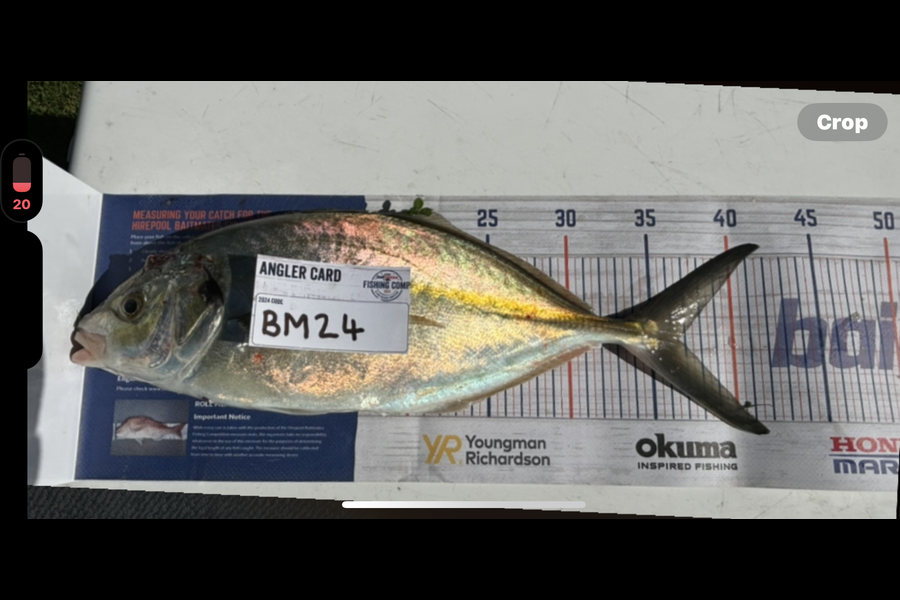 Twain Brunsden caught this 36.5cm Trevally at Bay of Plenty during The Export NZ Fishing Competition
