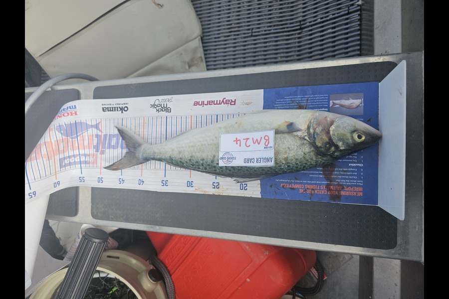 Ben Cullen caught this 43.0cm Kahawai at Auckland during The Export NZ Fishing Competition