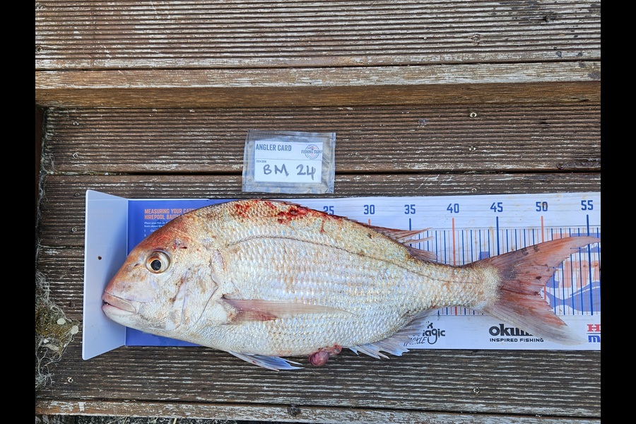 David Kovacs caught this 48.5cm Snapper at Wellington during The Export NZ Fishing Competition