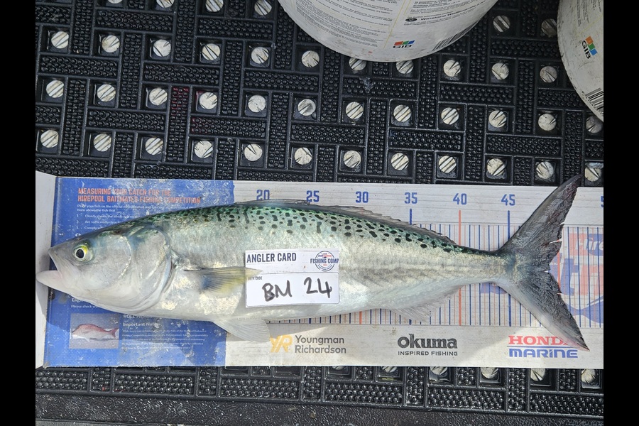 David Kovacs caught this 49.0cm Kahawai at Wellington during The Export NZ Fishing Competition