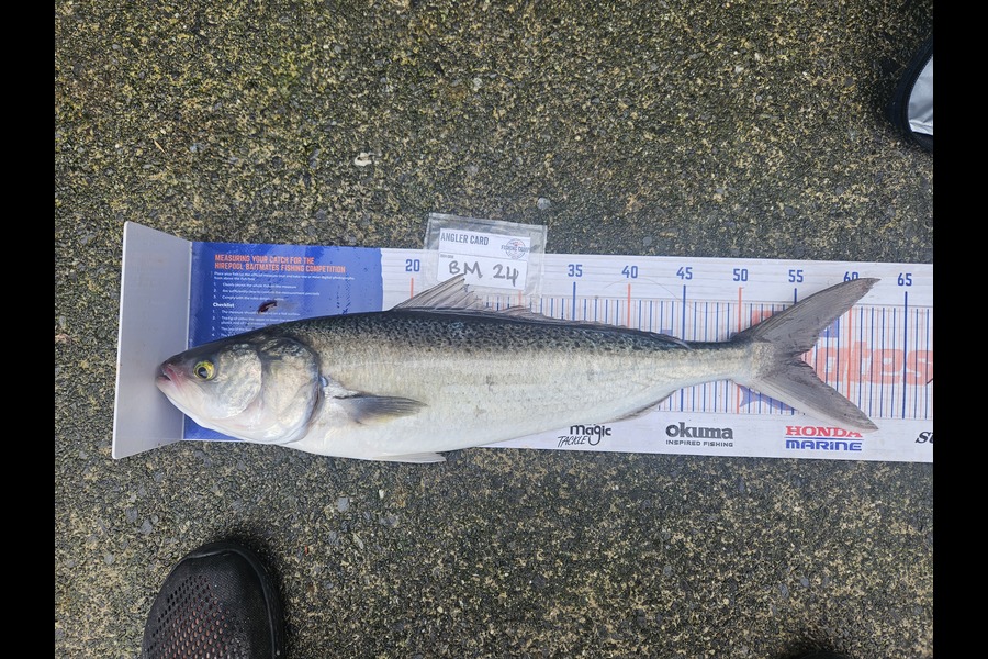 David Kovacs caught this 55.5cm Kahawai at Wellington during The Export NZ Fishing Competition