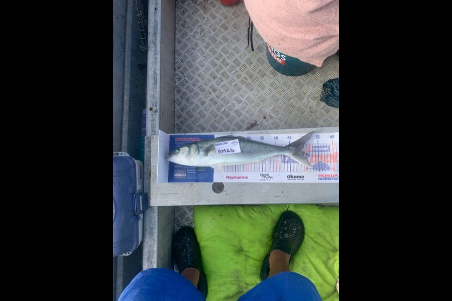 Sid Hepi caught this 49.0cm Kahawai at Northland during The Export NZ Fishing Competition