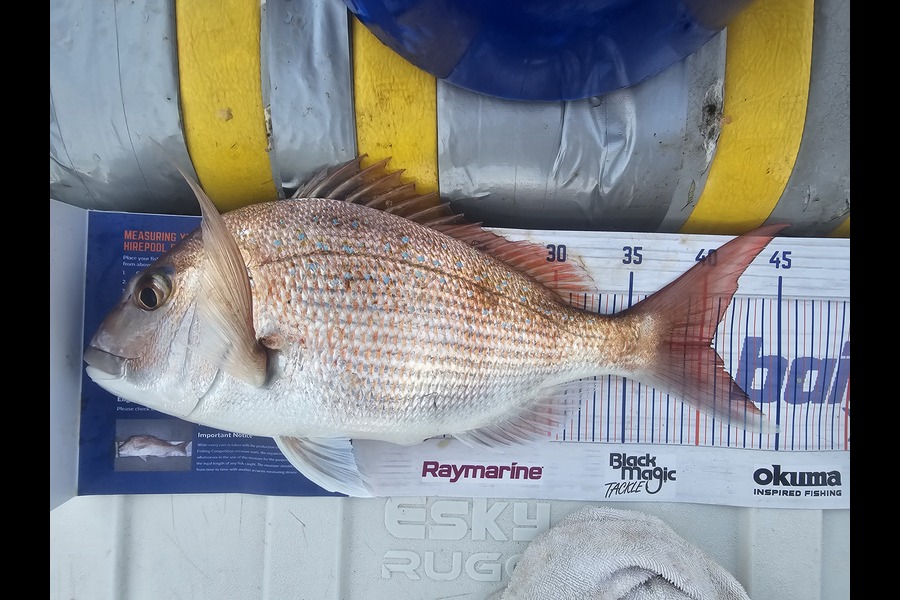 Frazer Hope caught this 40.5cm Snapper at Bay of Plenty during The Export NZ Fishing Competition