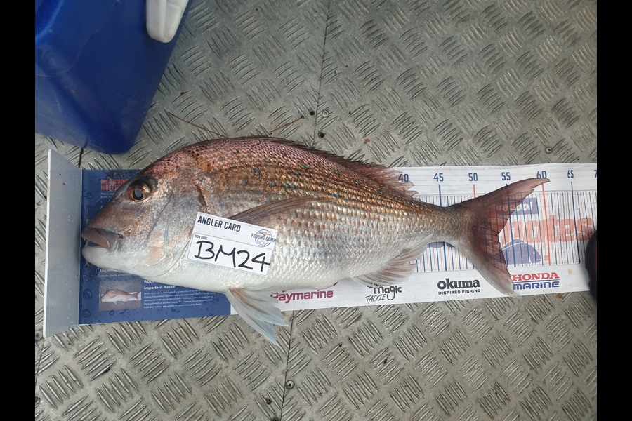 Kirsty Simmonds caught this 53.0cm Snapper at Bay of Plenty during The Export NZ Fishing Competition