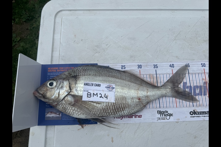 Mike Kapua caught this 41.0cm Tarakihi at Wellington during The Export NZ Fishing Competition