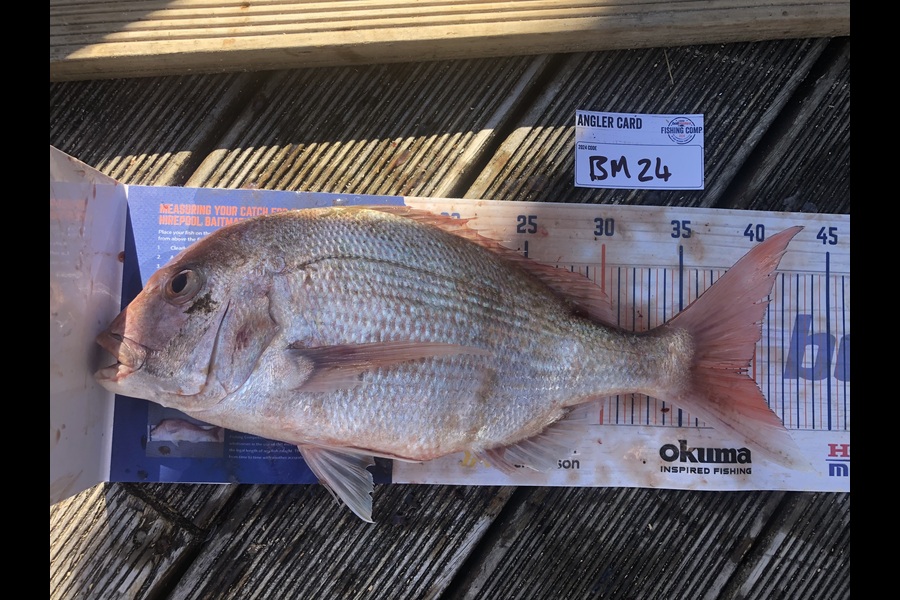 Jordan Froome caught this 39.0cm Snapper at Taranaki during The Export NZ Fishing Competition