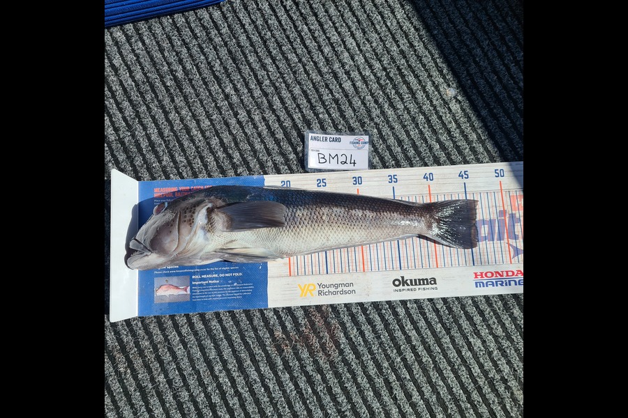 Jacqui Law caught this 46.0cm Blue Cod at Taranaki during The Export NZ Fishing Competition
