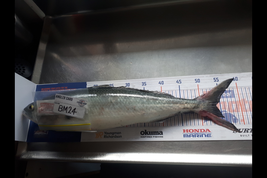 Scott Farquhar caught this 54.0cm Kahawai at Taranaki during The Export NZ Fishing Competition