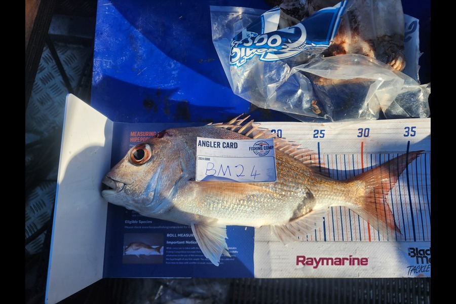 Carl Hine caught this 32cm Snapper at Coromandel during The Export NZ Fishing Competition