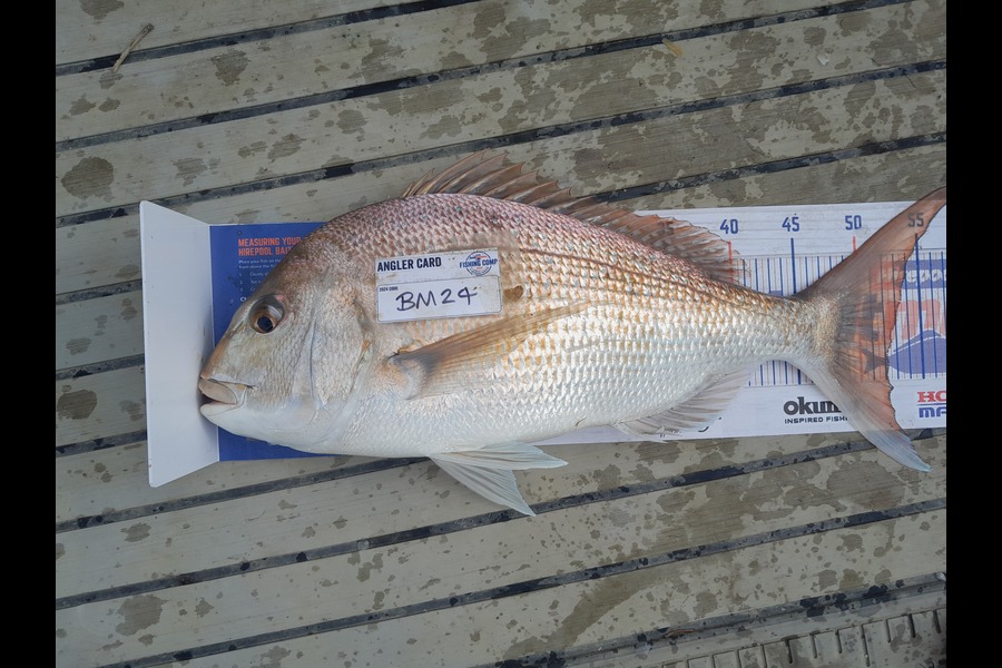 Cory Bellamy caught this 52.0cm Snapper at Northland during The Export NZ Fishing Competition