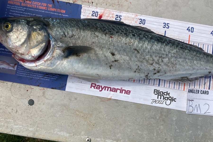 Aden Van den brand caught this 54.0cm Kahawai at Taranaki during The Export NZ Fishing Competition