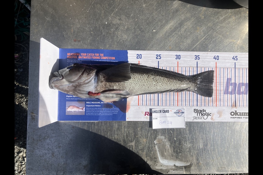 Douglas Hendry caught this 39.0cm Blue Cod at Southland during The Export NZ Fishing Competition