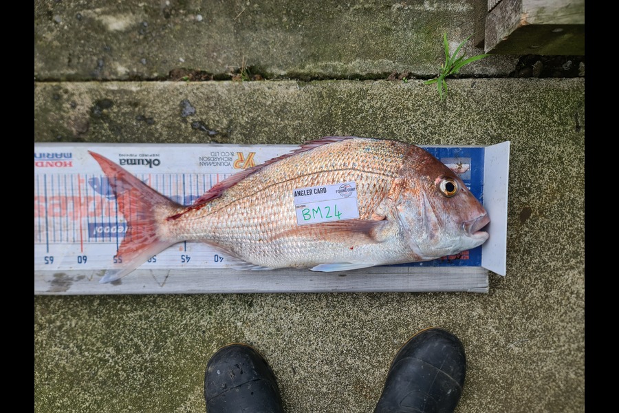 Blake Harris caught this 53.5cm Snapper at Taranaki during The Export NZ Fishing Competition