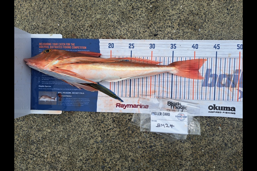 Harry Kovacs caught this 41.0cm Gurnard at Wellington during The Export NZ Fishing Competition