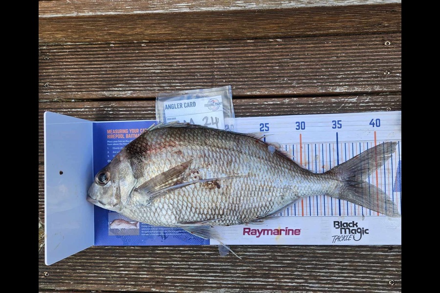 Harry Kovacs caught this 38.0cm Tarakihi at Wellington during The Export NZ Fishing Competition