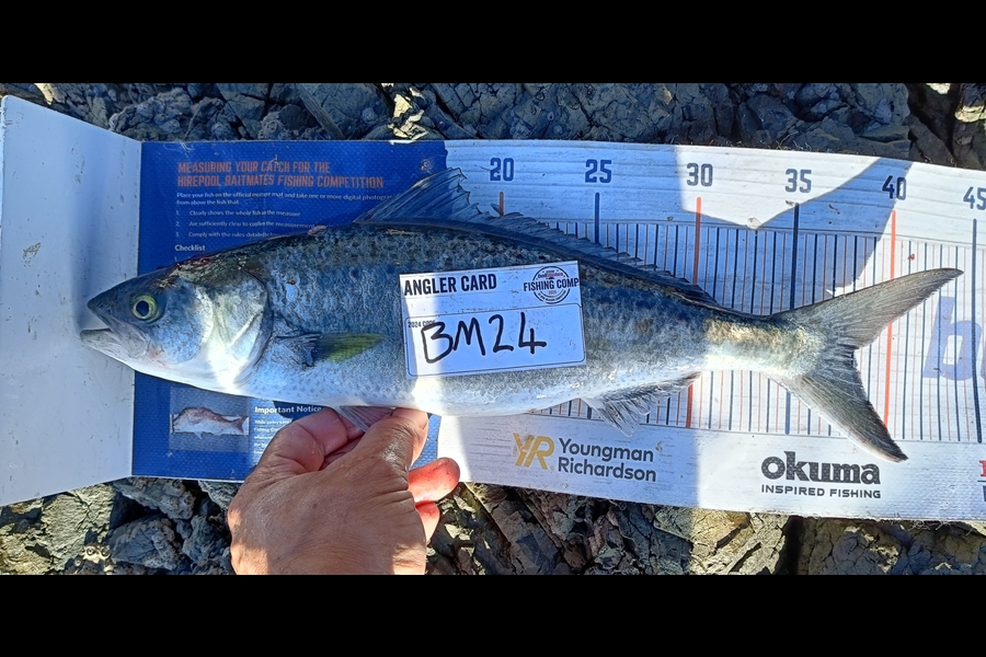 Joel Davies caught this 38.0cm Kahawai at Northland during The Export NZ Fishing Competition