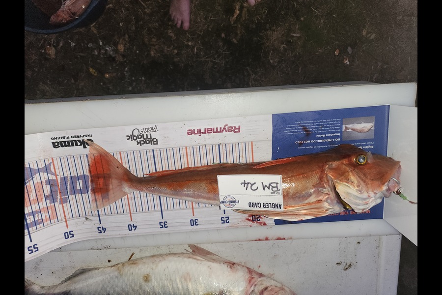 Sandy Dornbusch caught this 45cm Gurnard at Manawatu during The Export NZ Fishing Competition